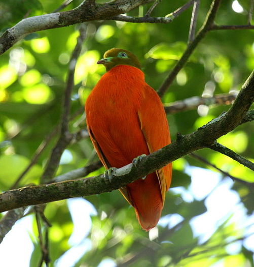 573px-Orangedove_taveuni_june2008 - the most beautiful bird