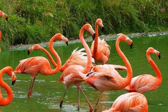 800pxcaribbeanflamingo_1 - the most beautiful bird