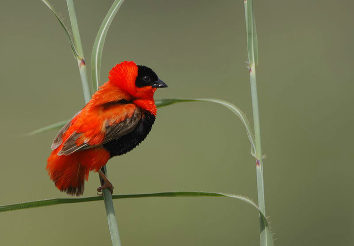 800px-Euplectes_franciscanus_-Kotu_Creek,_Western_Division,_The_Gambia_-male-8 - the most beautiful bird