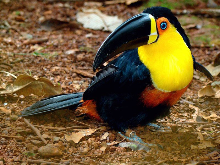 800px-Ramphastos_vitellinus_-Brazil-8 - the most beautiful bird