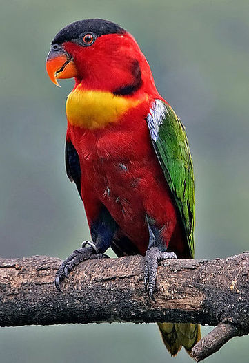 107427,xcitefun-pet-birds-3 - the most beautiful bird