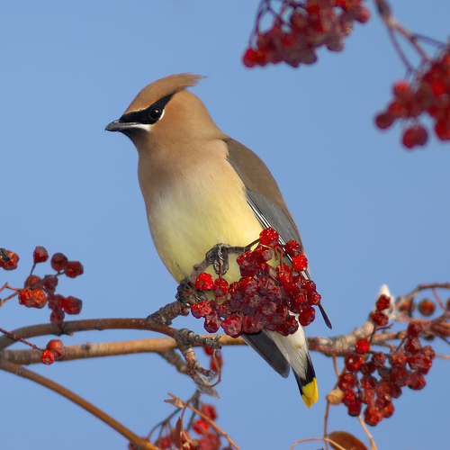 401084215_4450f00ba5 - the most beautiful bird