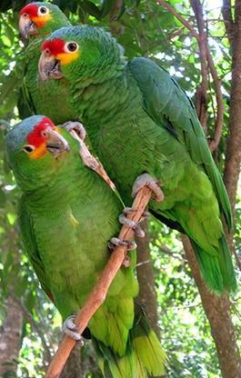 amazon-parrots1 - the most beautiful bird