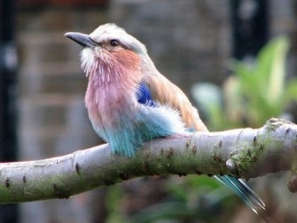 beautiful pastel bird - the most beautiful bird