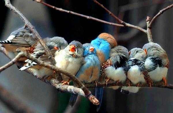 Beautiful-Birds111