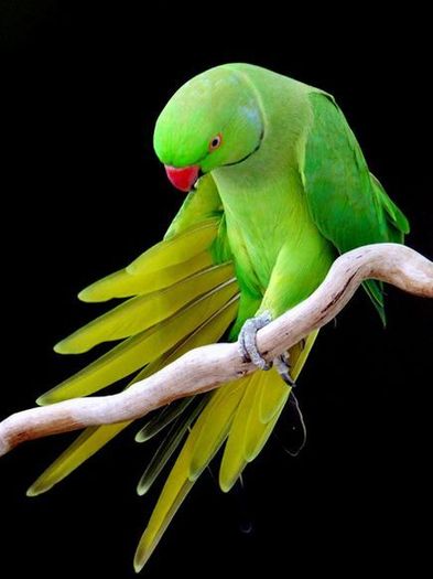 beautiful-parrots1 - the most beautiful bird