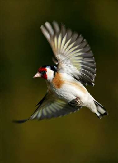 bird6 - the most beautiful bird