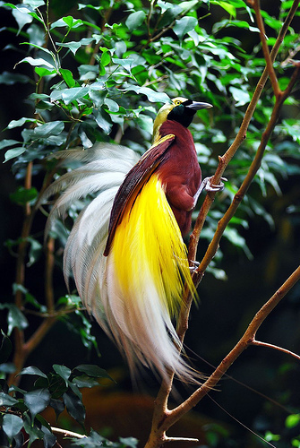 Birds-of-Paradise