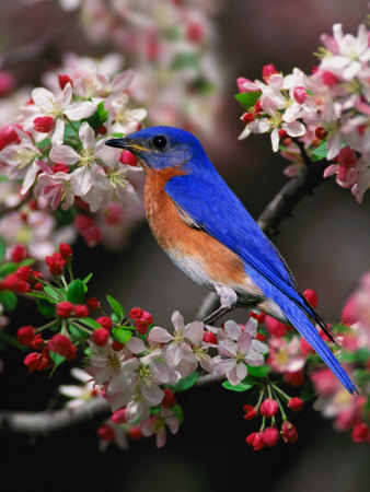 bluebird blossoms