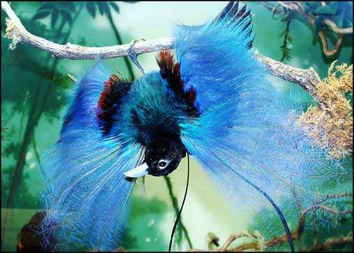 bluebirdofparadise_1