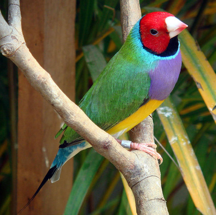 Gouldian_finch-lg