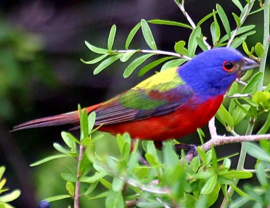 Painted-Bunting