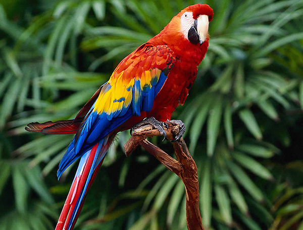 parrot_bird