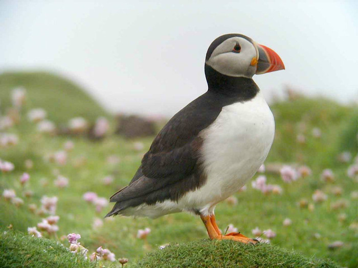 Puffin