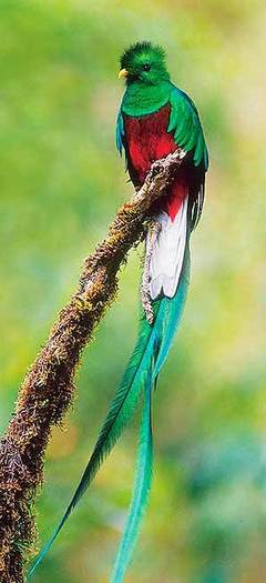 quetzal