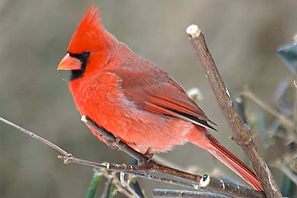red_cardinal-bird