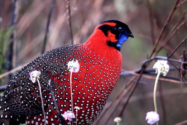 Satry Tragopan