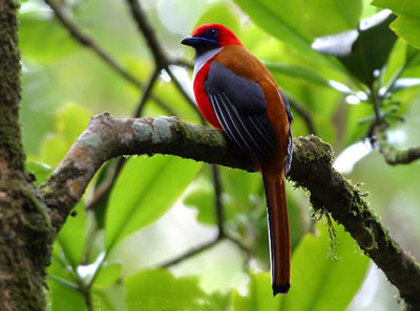 Trogon_Whitehead