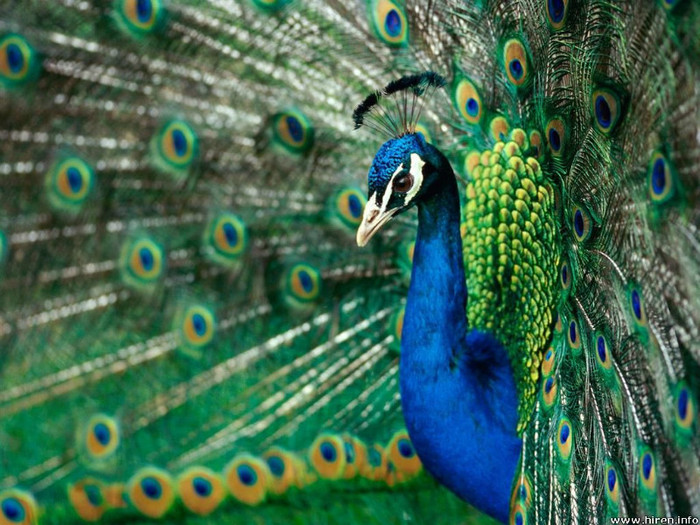 true-colors_peacock[1]