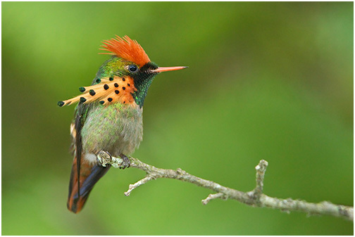 Tufted Coquette - 01