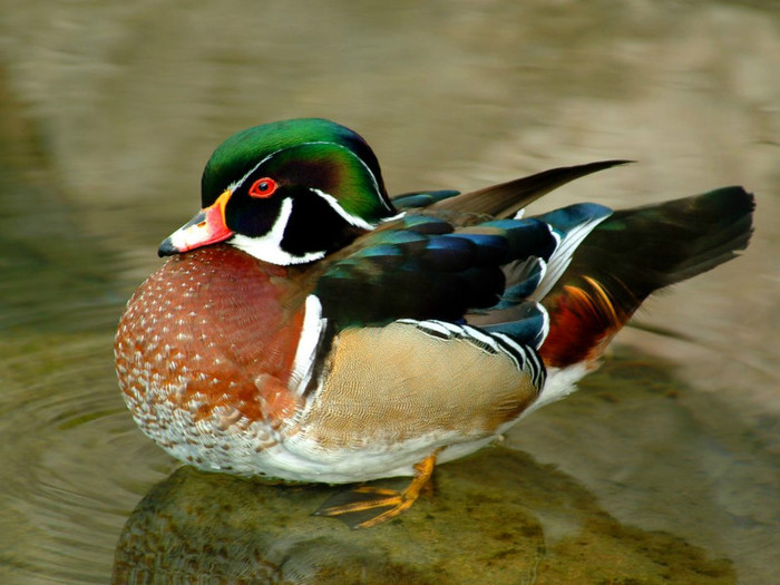 wood-duck-aix-sponsa