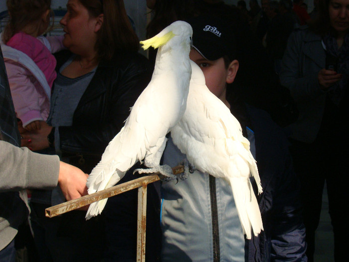 DSC00177 - u EXPOZITIA TARGOVISTE BULGARIA