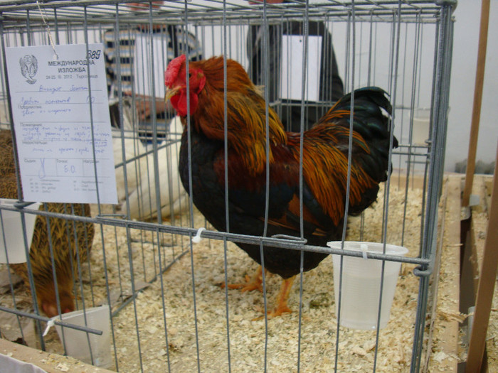 DSC00217