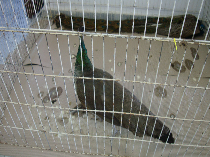 DSC00219