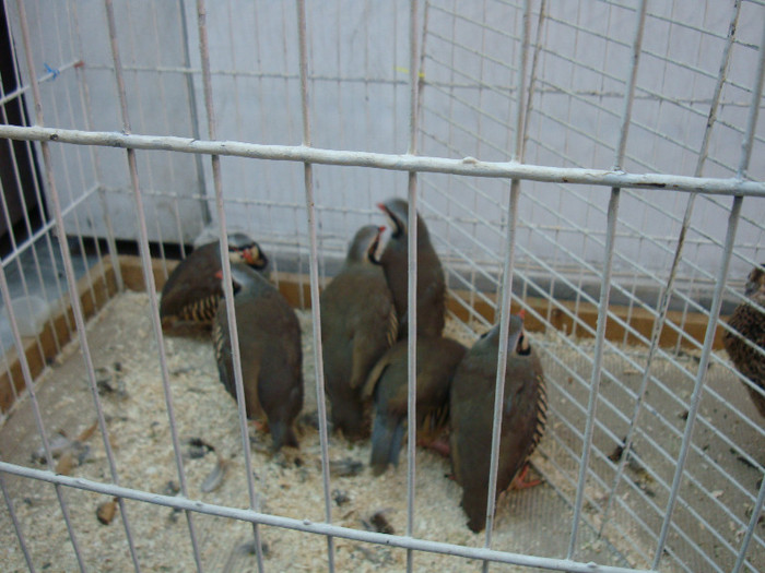 DSC00220