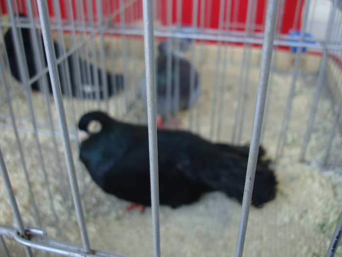 DSC00222