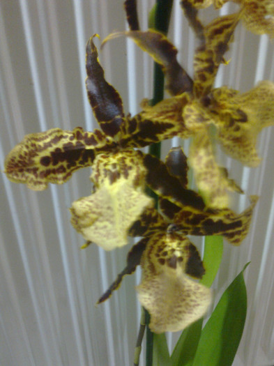 camb. leopard 1-2 - orhidee la gramada