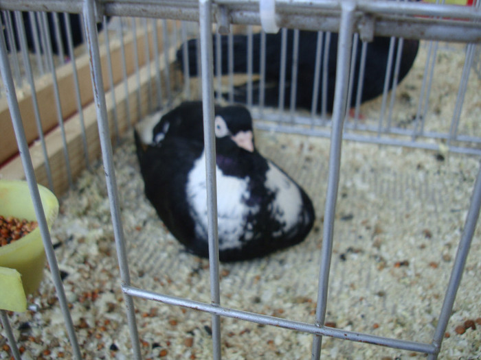 DSC00223
