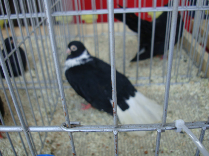 DSC00224