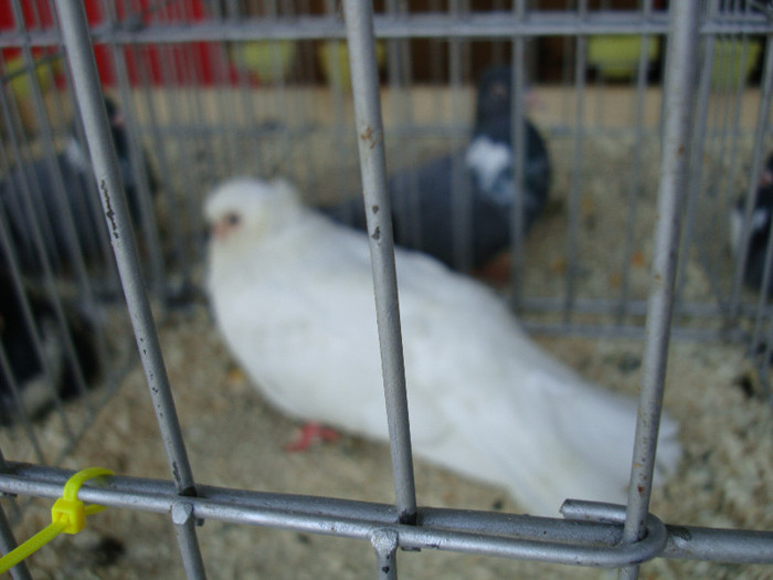 DSC00227