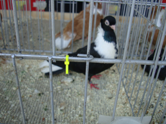 DSC00229