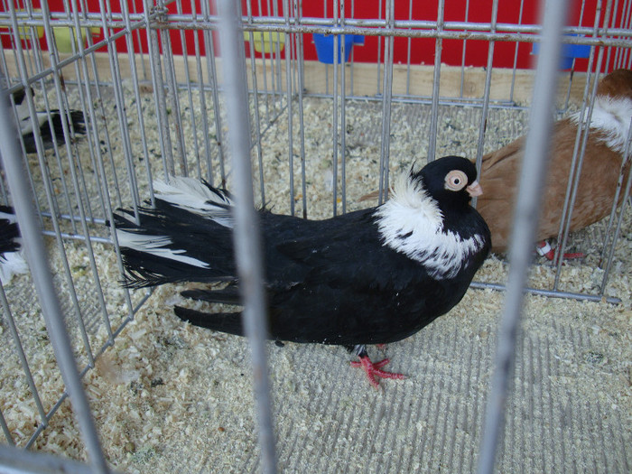 DSC00230