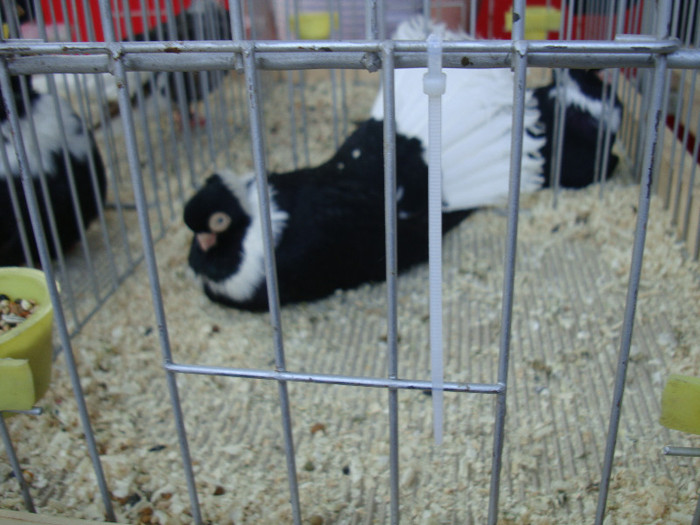DSC00232