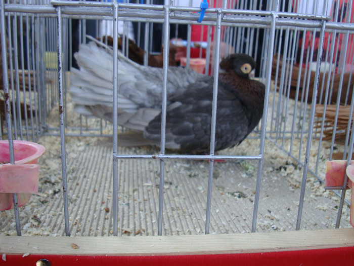 DSC00234