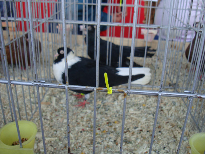 DSC00236