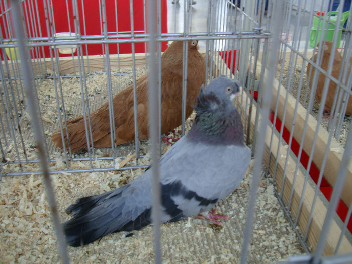 DSC00238