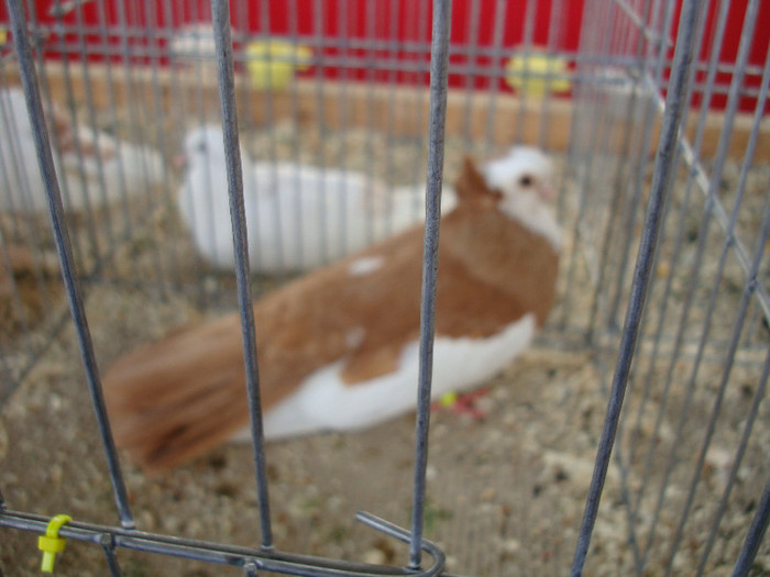 DSC00239