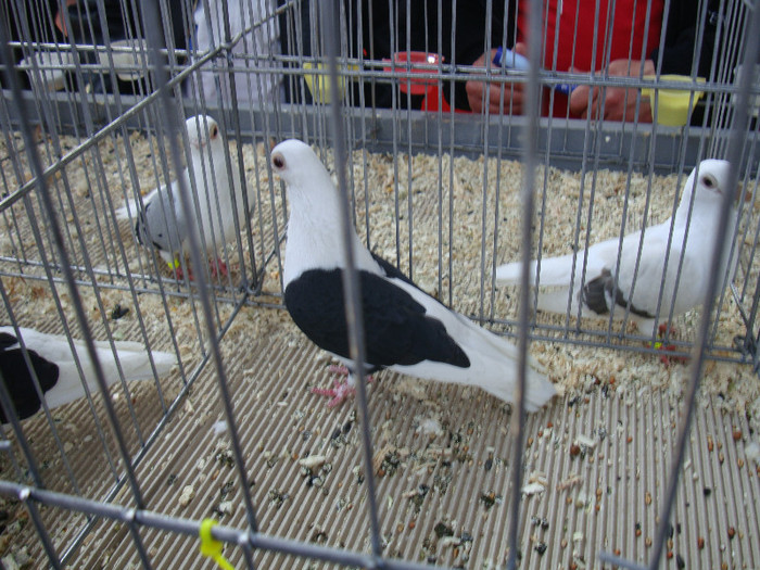 DSC00243