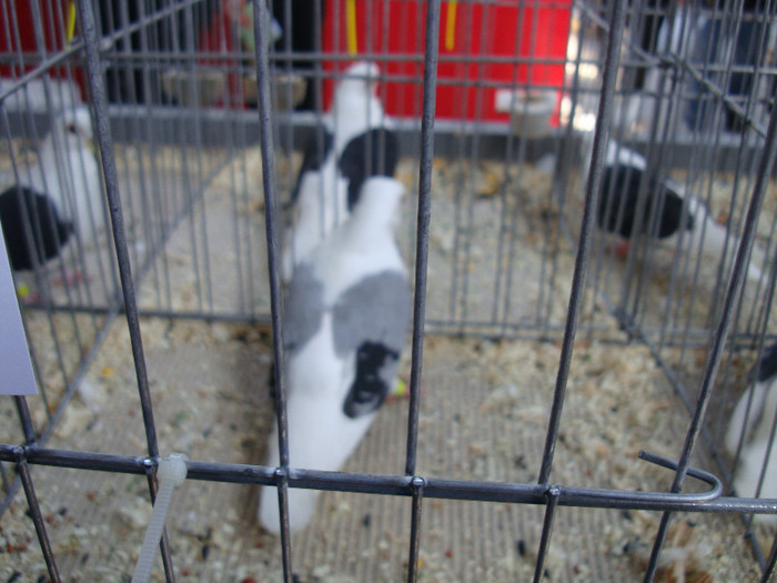 DSC00245