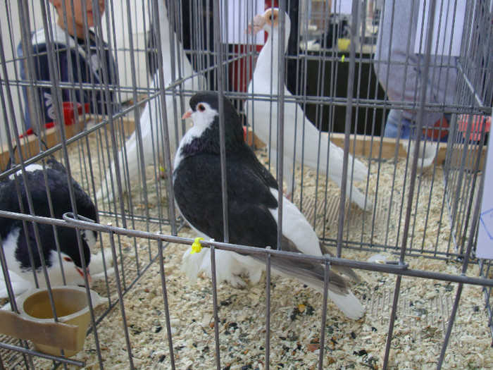 DSC00247
