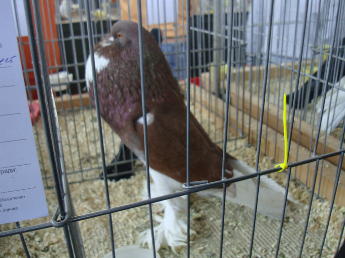 DSC00252