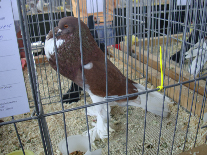 DSC00254