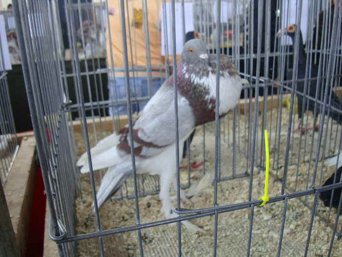 DSC00255
