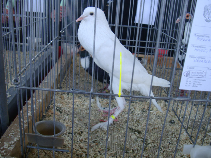 DSC00259