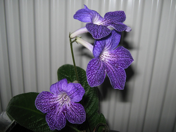  - streptocarpus Shenandoah s Sugar Plum