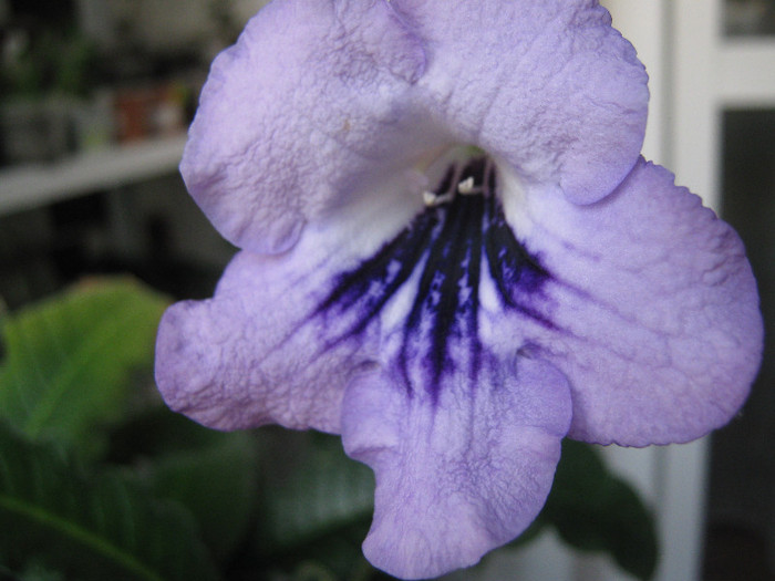 o schimbare de nuanta spre roz pal - streptocarpus DS Mirazh  -Dimetris